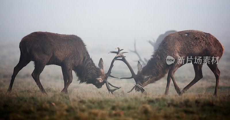 马鹿(Cervus elaphus)